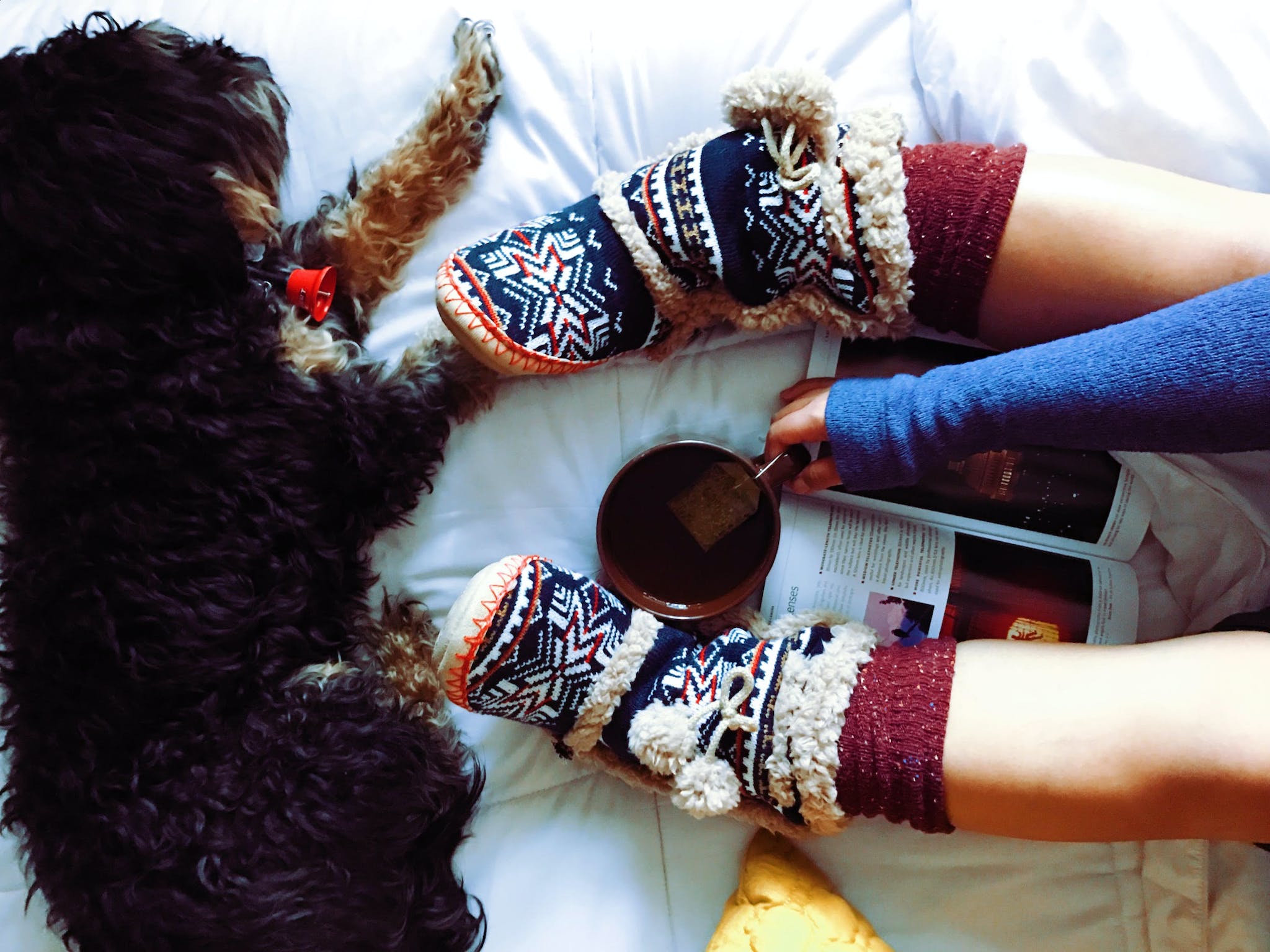 Dog Lying Beside Person on White Comforter While Holding Tea Mug