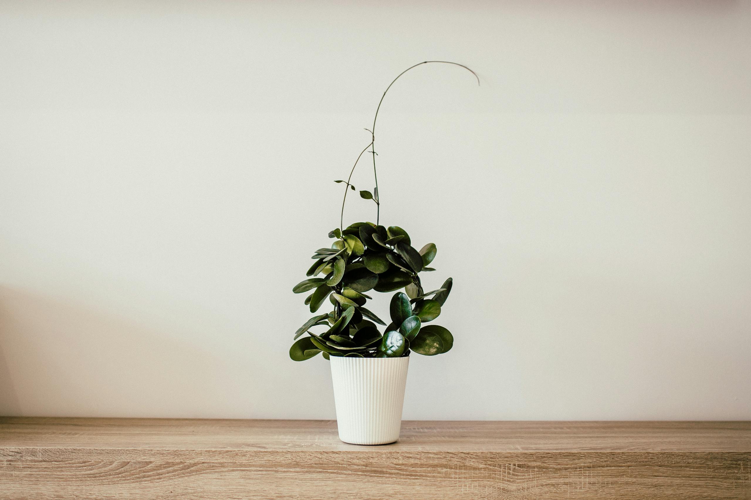 Green Plant With White Ceramic Pot