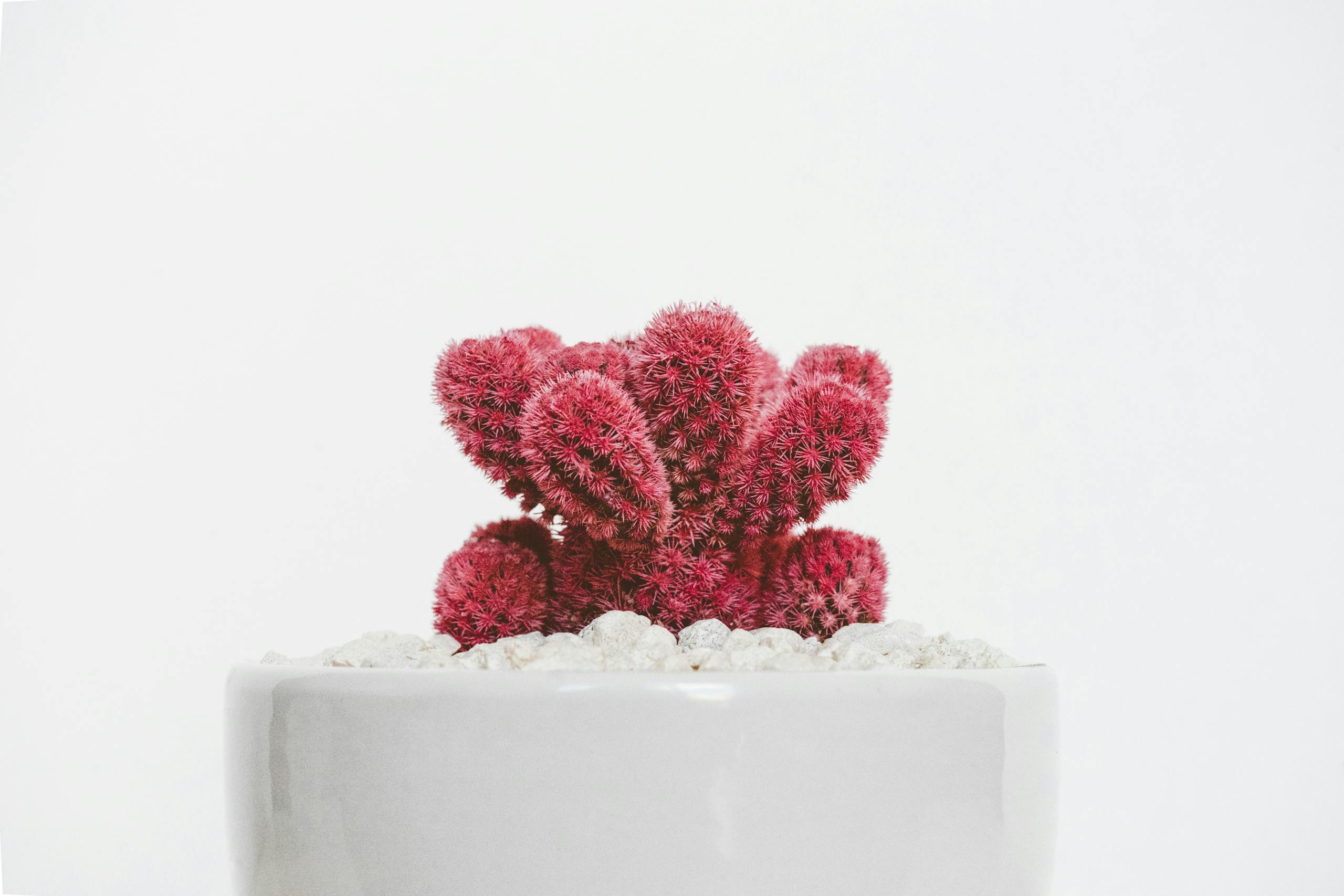 Red Plant on White Pot